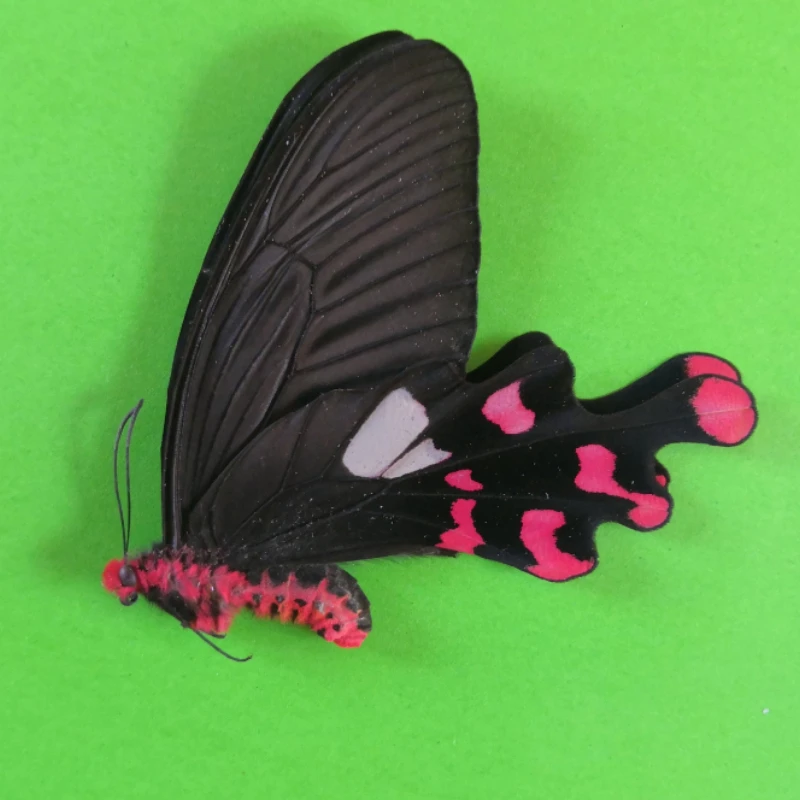 Настоящие образцы бабочек Byasa Alcinous Crafts декоративная живопись популярная научная