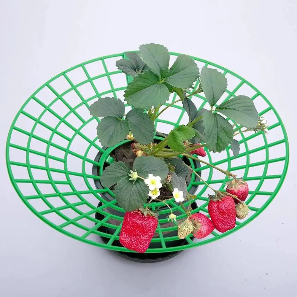 

Durable Strawberry Supports for Rapid Ripening Sturdy Legs Clean Berries Garden Accessory