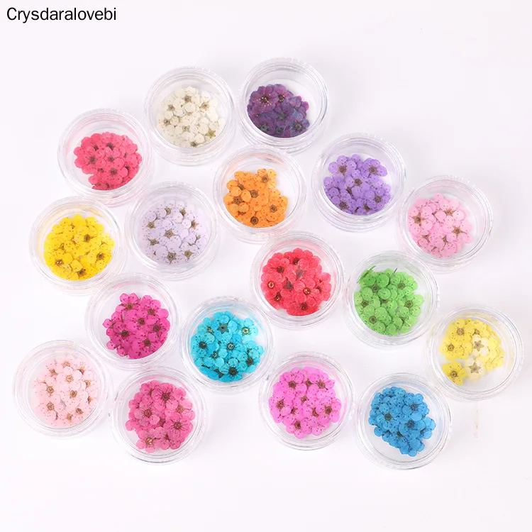 

100pcs Pressed Dried Narcissus Plum Blossom Flower With Box For Epoxy Resin Jewelry Making Nail Art Craft DIY Accessories