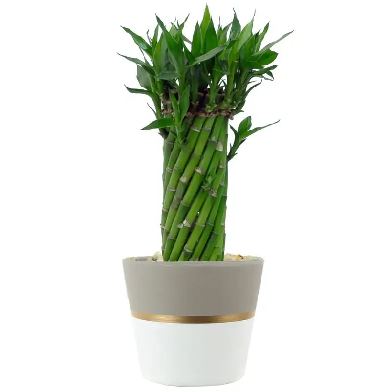 

Indoor 12in. Tall Green Bamboo; Low, Indirect Light Plant in 5in. Ceramic Planter