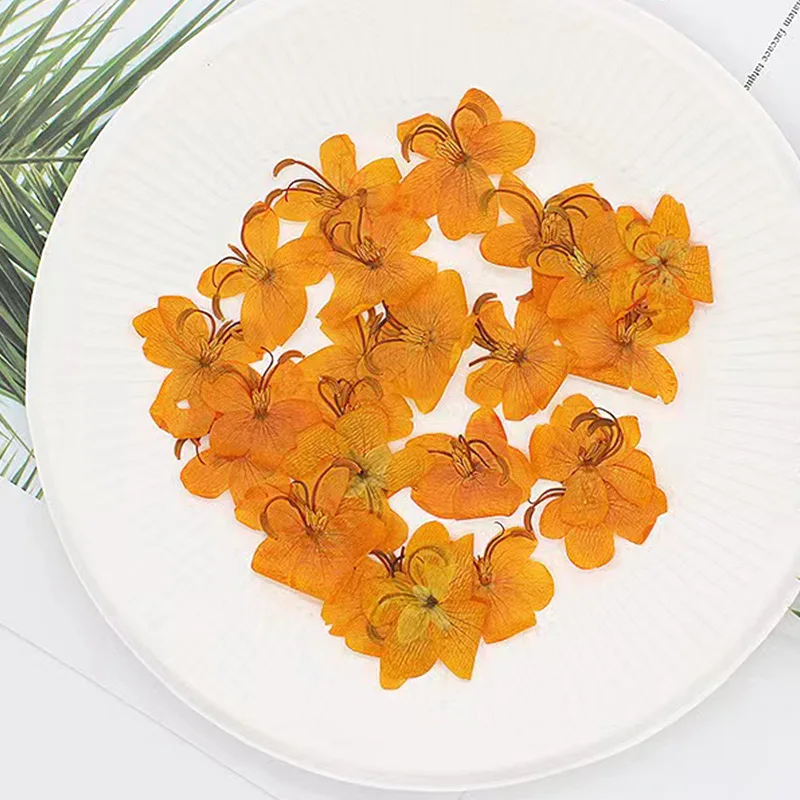 Сушеный цветок кассии материал сделай сам для ногтей ракушка натуральный