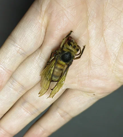 

Настоящее насекомое Dragonfly Spade Beetle