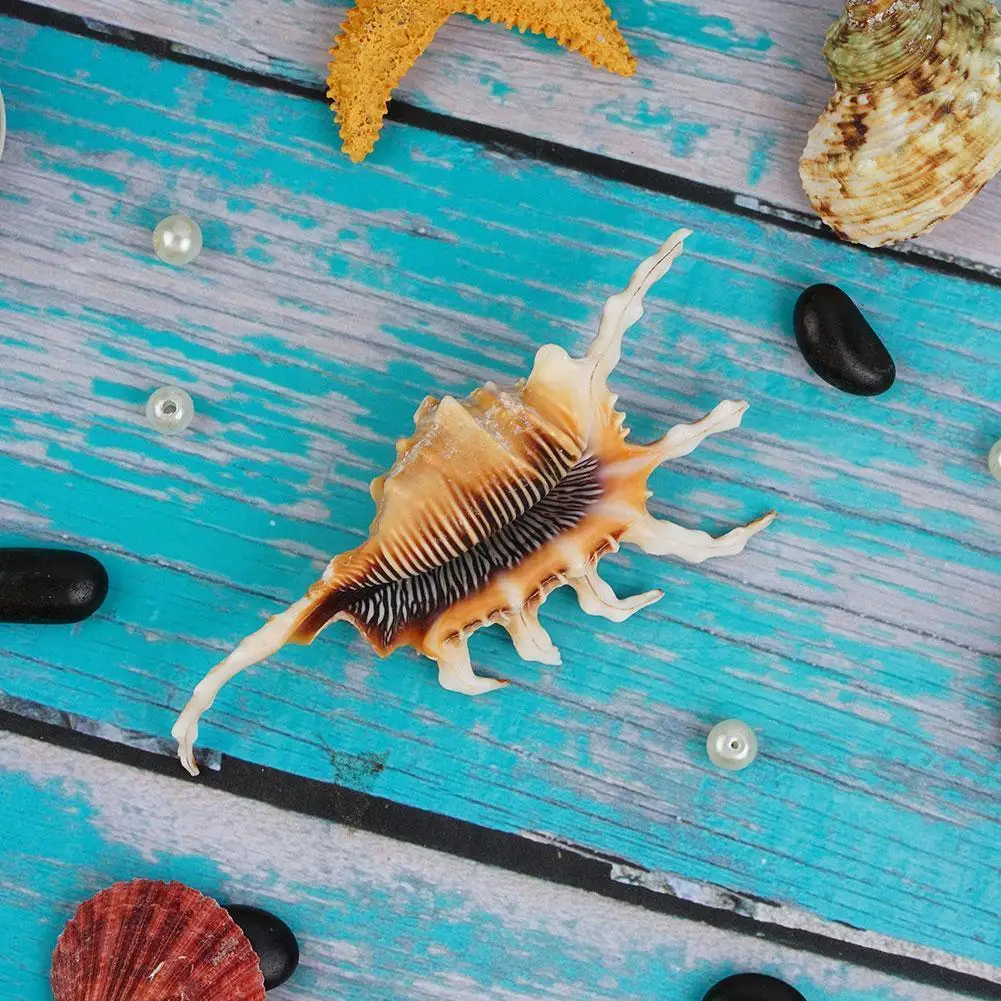 

Natural Large Beautiful Rare Sea Conch Spider Natural Fish Conch Aquarium 10-14cm Scorpion Decoration Land J2b1