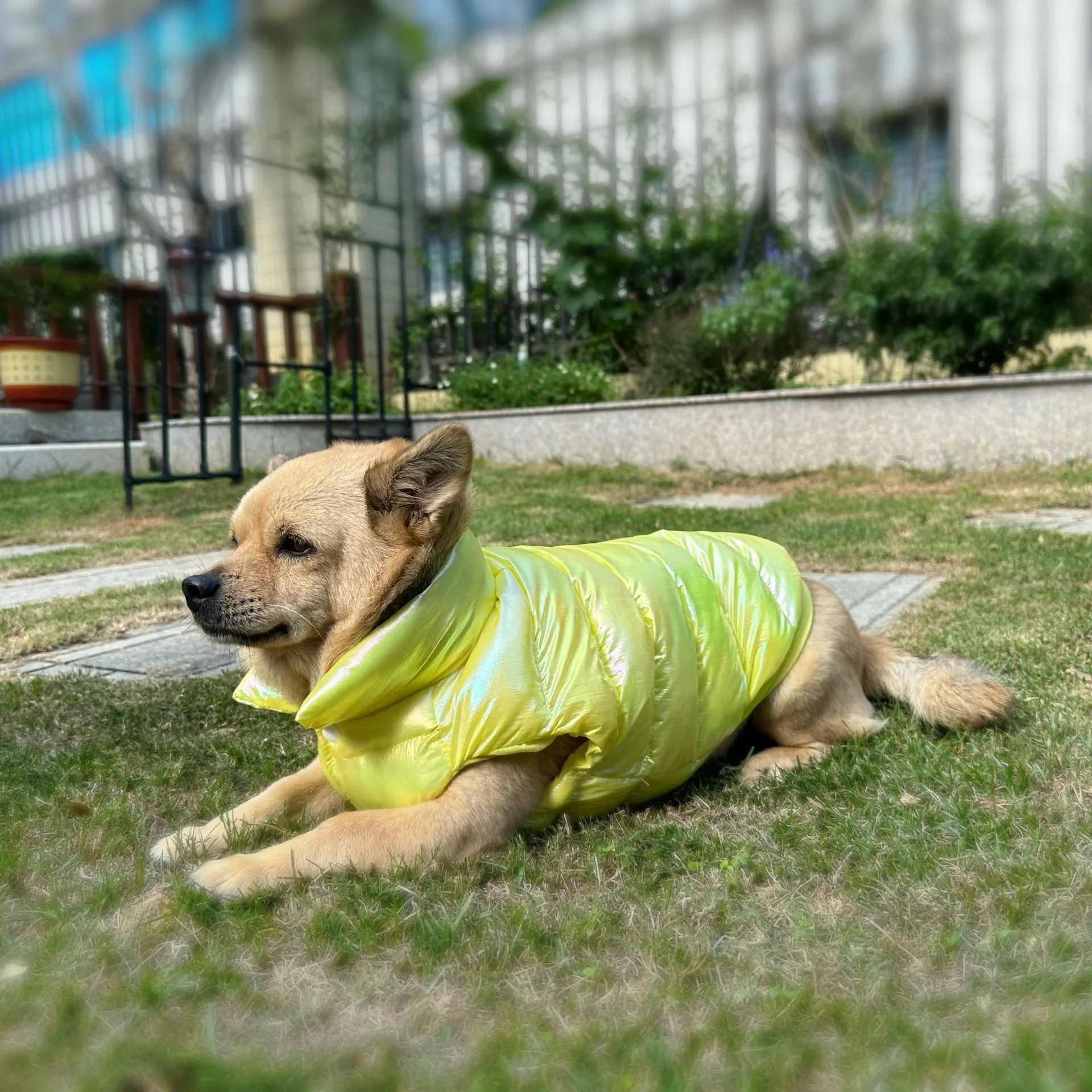 Зимняя куртка для маленьких собак теплое пальто домашних животных одежда щенков