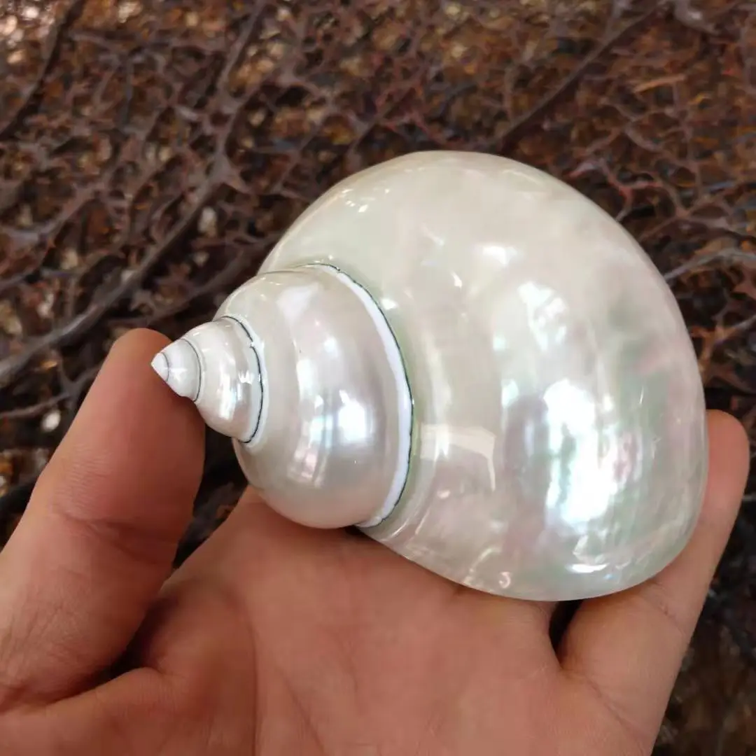 Светящаяся раковина Краб-отшельник спираль 9-10 см