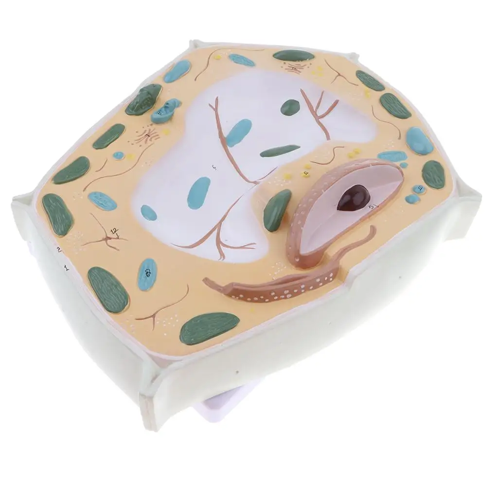 

20000X Enlarged Plant Cell Micro Structural Cell Wall, Nuclear, Nucleolus Model Biology Teaching Display Science Toy