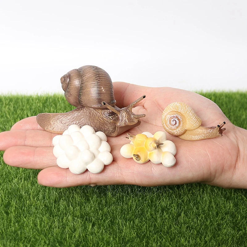 

Realistic Snail Growth Cycle Figure Animal Model Life Cycle Of Snail Figures Garden Decor Collector Educational Toys