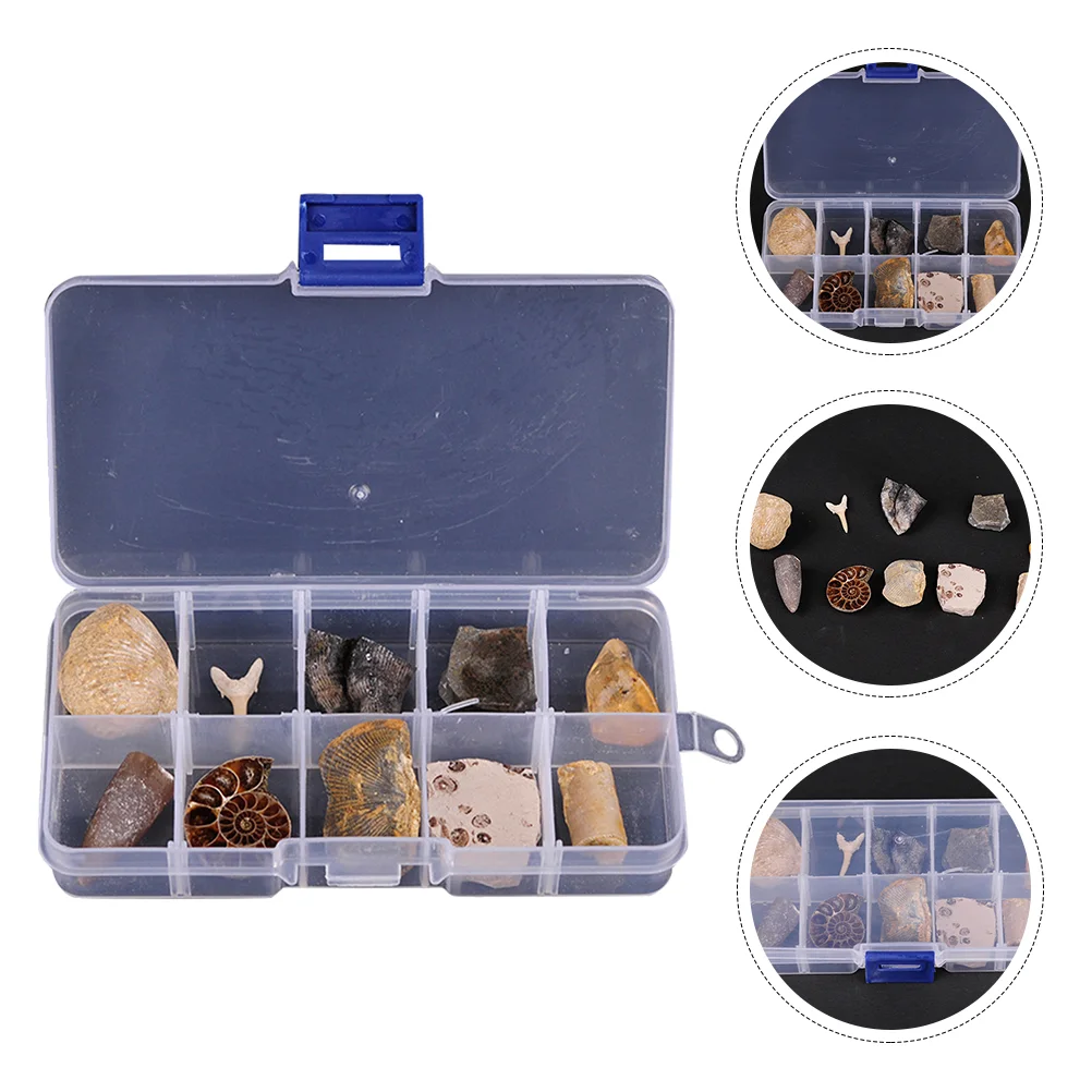 

Fossil Fossils Specimen Teaching Kit Model Orthoceras Collection Paleontology Trilobite Science Toy Sample Ancient Tooth