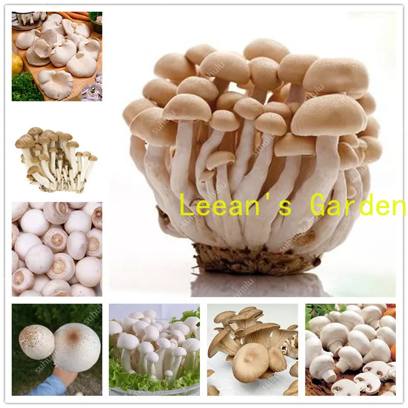

Чистые грибы, 100 шт., овощные растения, редкие грибы Pleurotus, семена гестерана, легко растущие, «сделай сам»