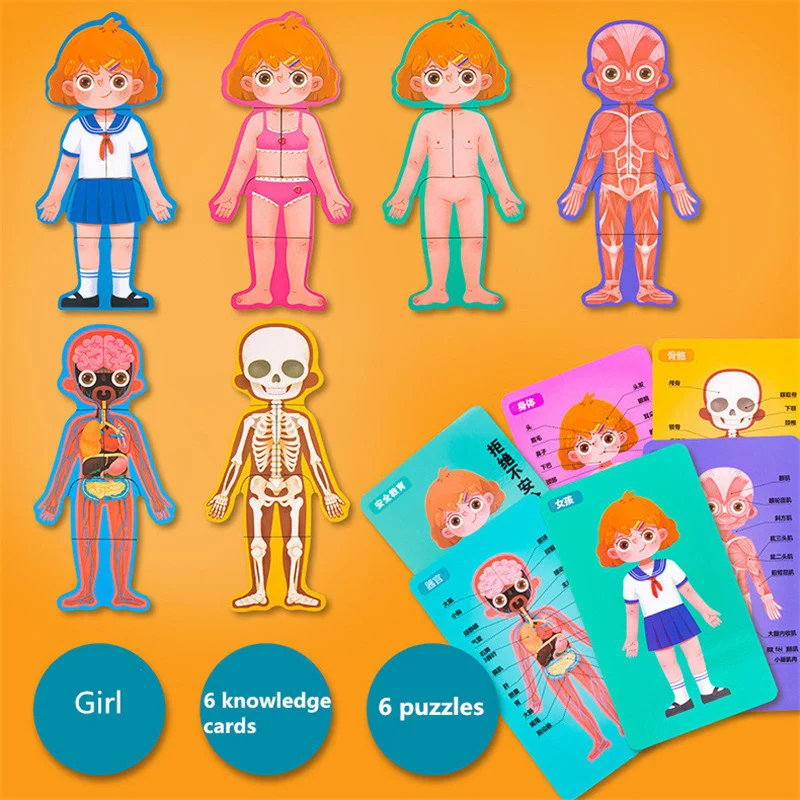 Детский развивающий игрушечный набор Boby Монтессори структура человеческого