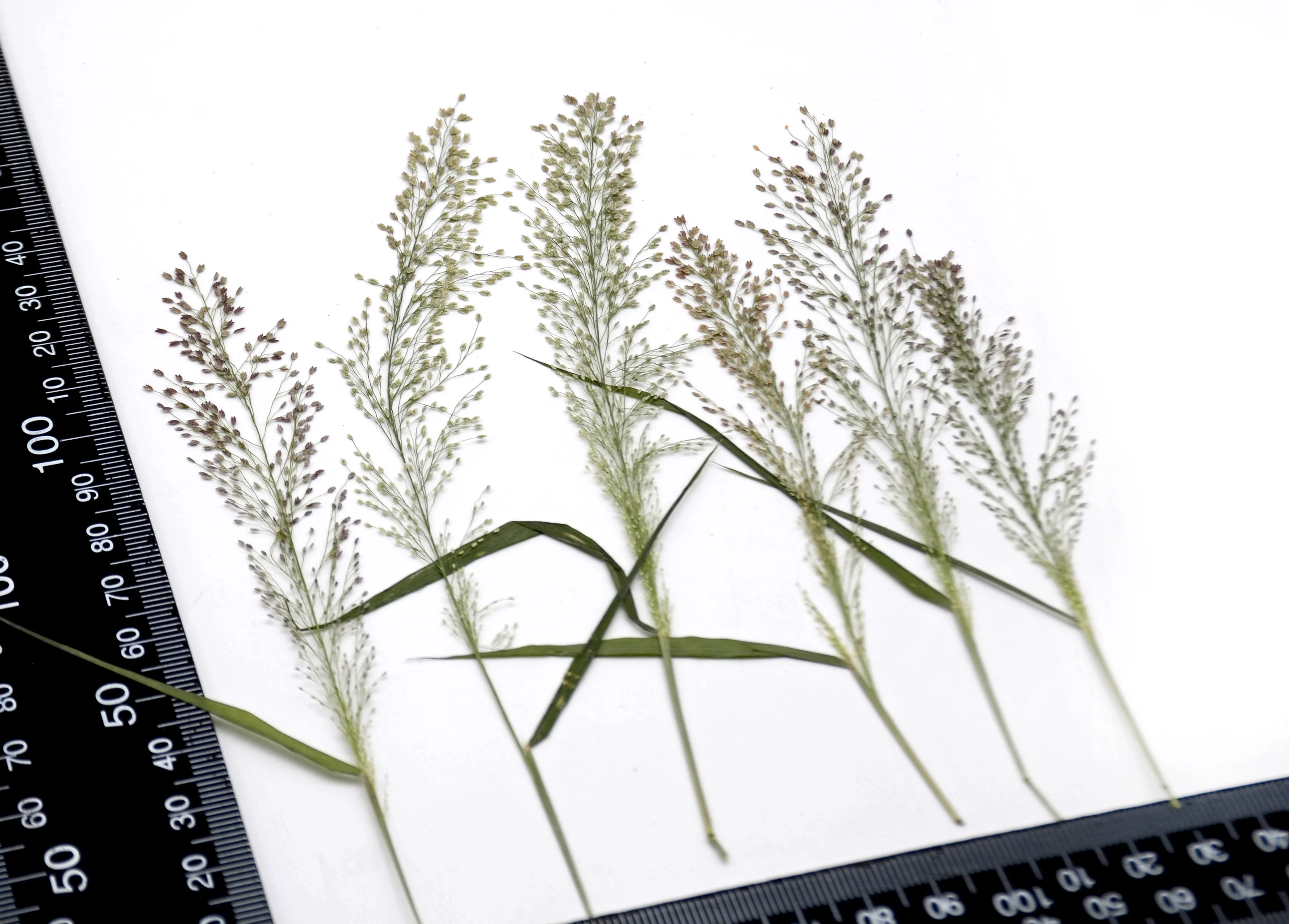 

Прессованные листья Nature Eragrostis Ferruginea 12 шт.