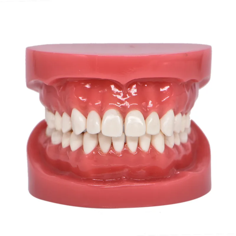 

Dental Adult Dentition Teaching Model Upper Lower Jaw Model Red Dentist Hard Foundation Model Standard Typodont Demonstration