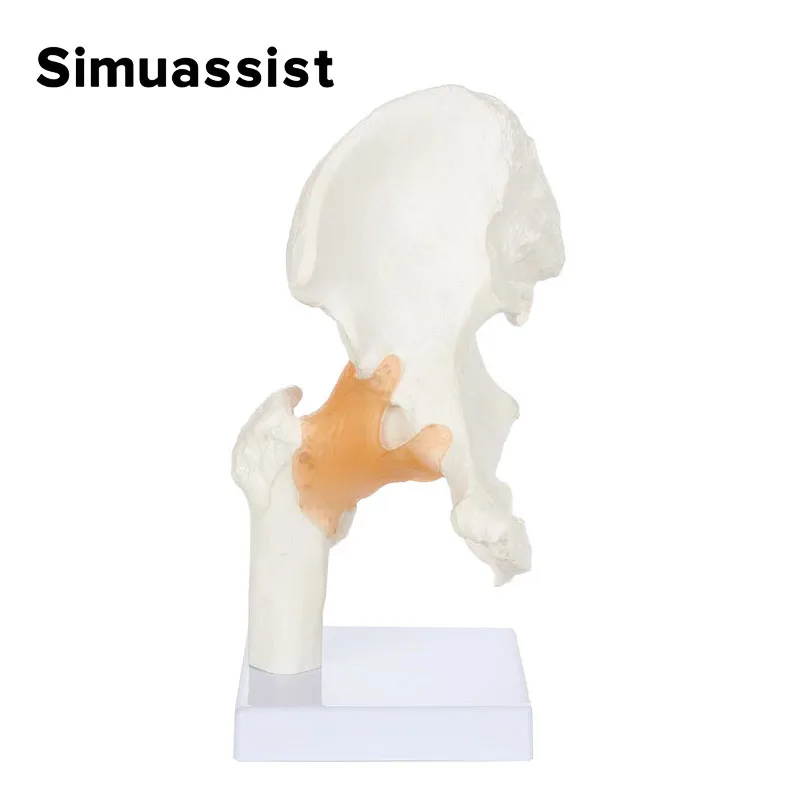 

Модель скелета таза 1:1