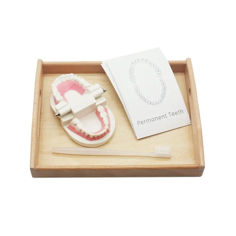 

Montessori Teeth Brushing Skill Learning Toys For Children Simulated Tooth Model Practical Life Material Teaching Aids K2164H