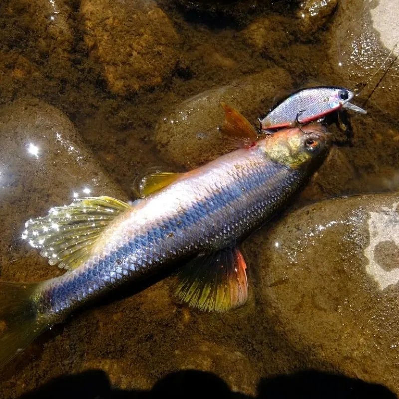 TEKNIK тонущий гольян 45 мм 4g жесткие приманки рыболовные искусственные для ловли