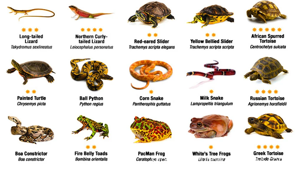 Лампа для черепах, ящериц, змей и игуан Reptile UVB 5.0 10.0 для нагрева, обеспечения кальцием и экономии энергии, светильник для суккулентов E27.