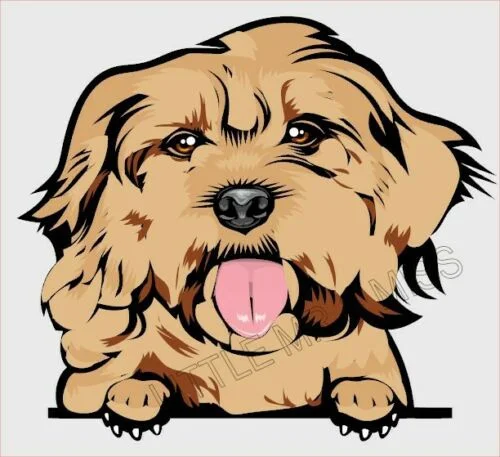 

For COCKERPOO Peeking Dog Breed Colour Window Wall Laptop Sticker w/proof