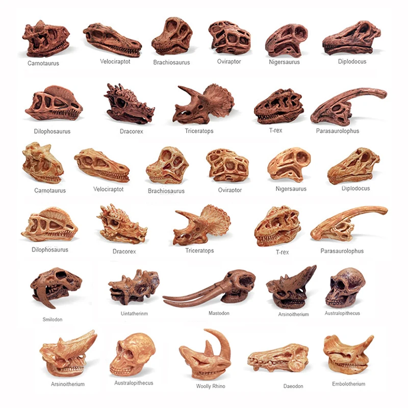 

Primitive Animals Skull Dinosaur Bone Fossil Velociraptor Brachiosaurus Tyrannosaurus Rex Beast Educational Model Decorations