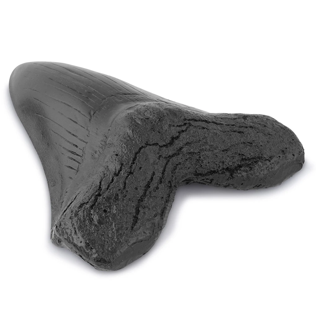 

Shark Teeth Resin 5 Inches Teaching Props Universal Specialties Fossil Thermostability Giant Megalodon Tooth Black