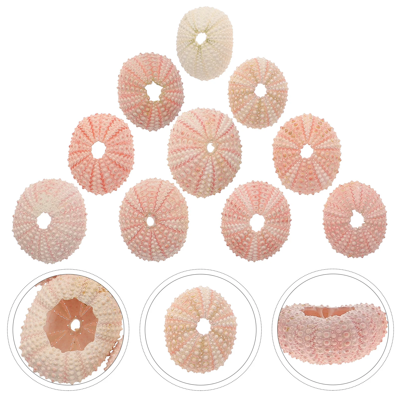 

10 Pcs Natural Sea Urchin Shell Spiral Ornament Decoration Accessory