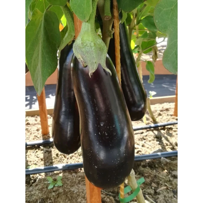 Seeds eggplant andryusha F1/agrofirm partner/3 Pack |