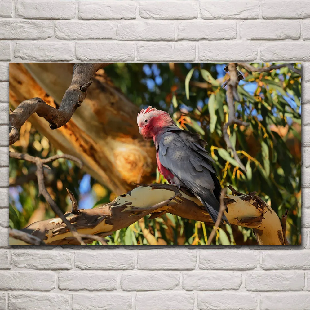 

galah gray cockatoo parrots breasted bird animal fabric posters on wall picture living room home decoration art KR145