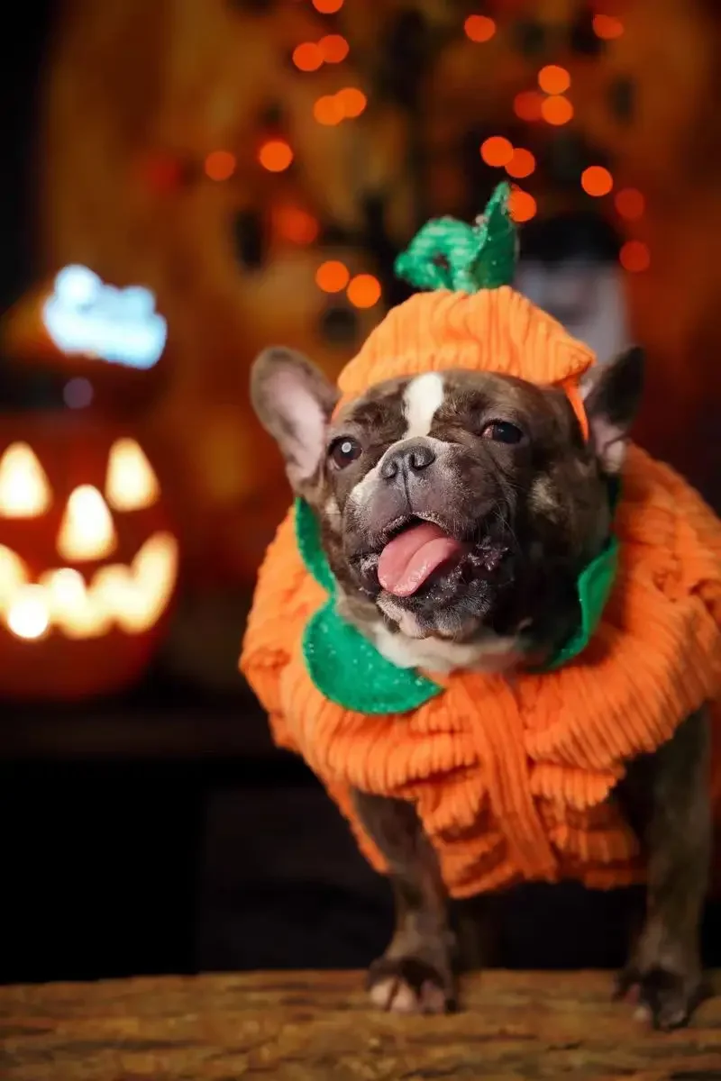2023 Хэллоуин зимняя теплая одежда для собак Рождественская Тыква