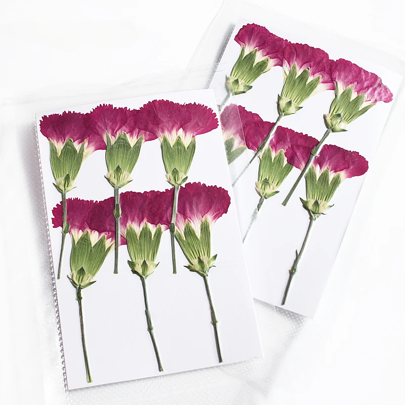 

Полусекционные прессованные цветы NYAConfetti