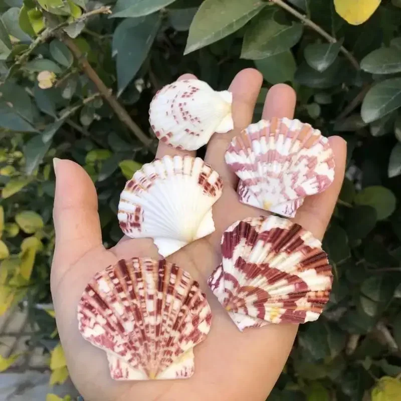 10 шт. ракушки раковины павлина гребешок креативный подарок платформа аквариум