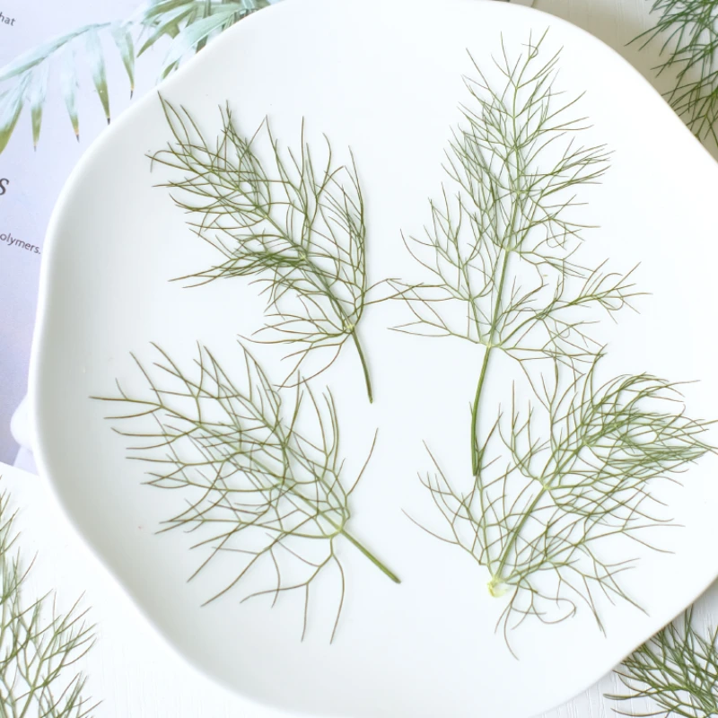 7-10 см/24 шт. натуральные прессованные листья фенхеля Рельефный цветок сделай сам