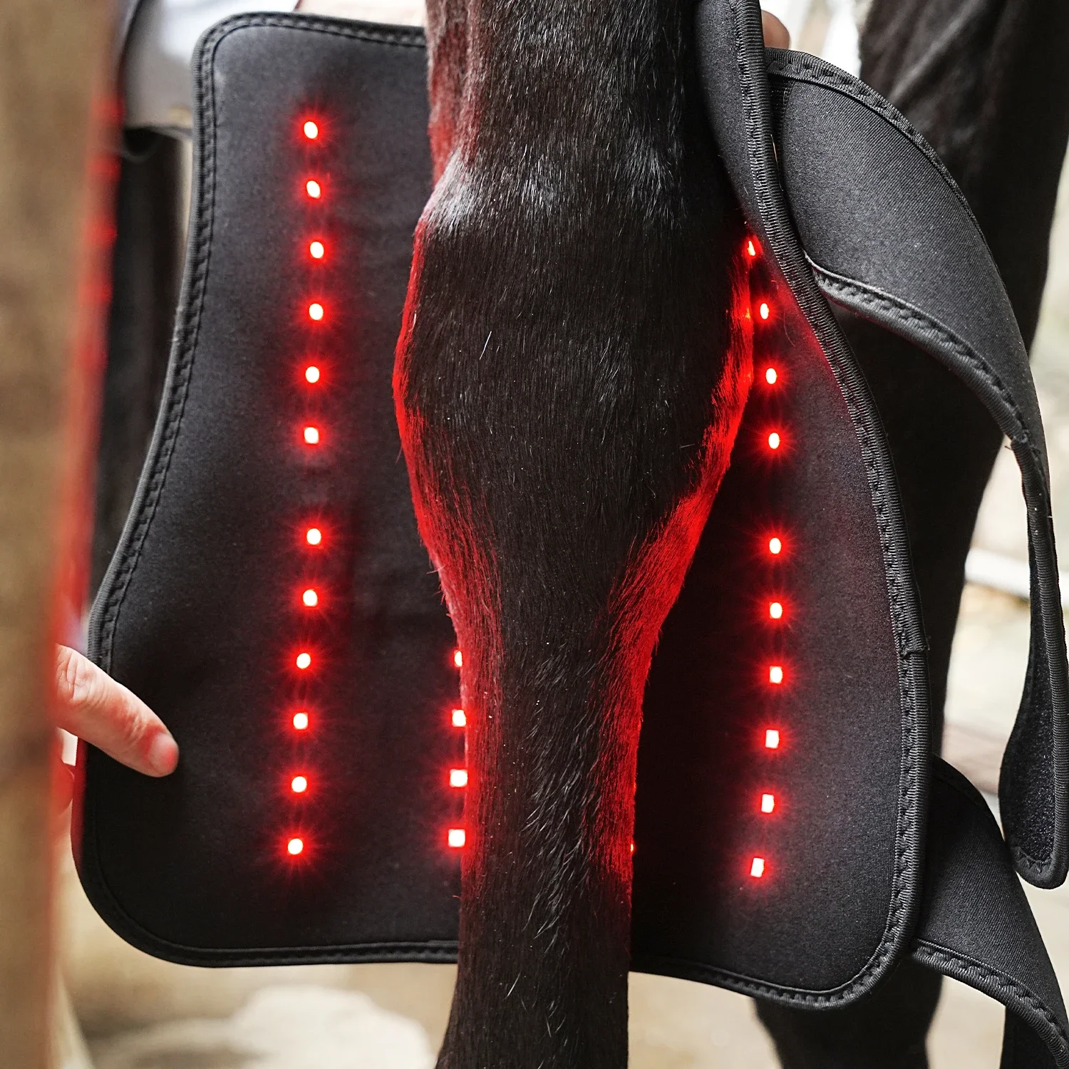 SODOLUX профессиональная лошадь высокой мощности Pet Led интеллектуальная красная