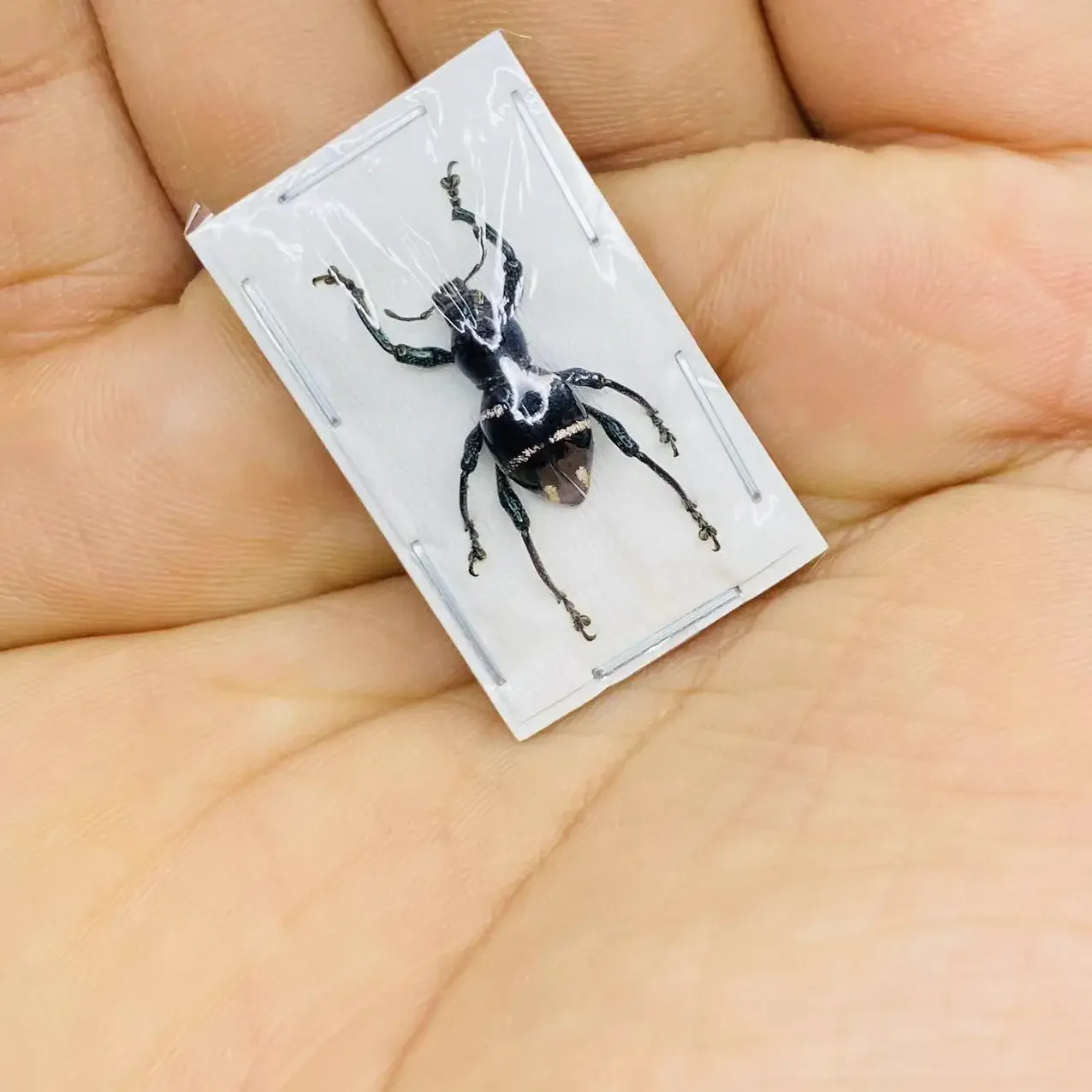 

Скульптура Polybothris Sumptuosa Gema