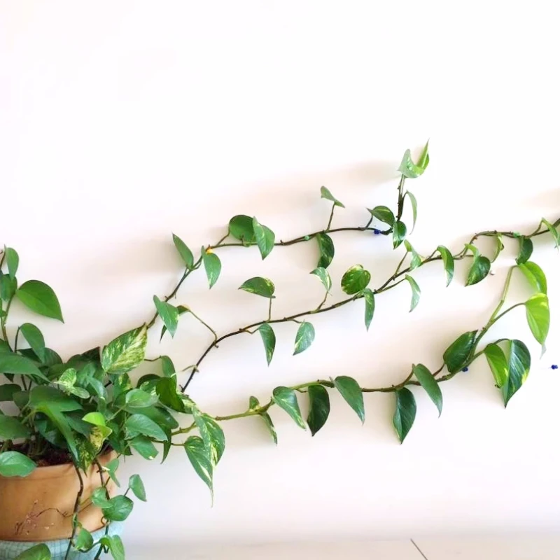 Настенные зажимы для подъема растений крючок-пряжка лозы зажим из ротанга