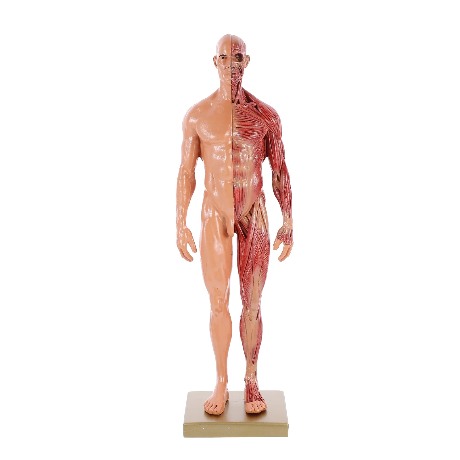 

Mannequin Body Sculpture Anatomy Study Tool Mini Muscle Structure Model Human Muscles Learning Resin Artist Drawing