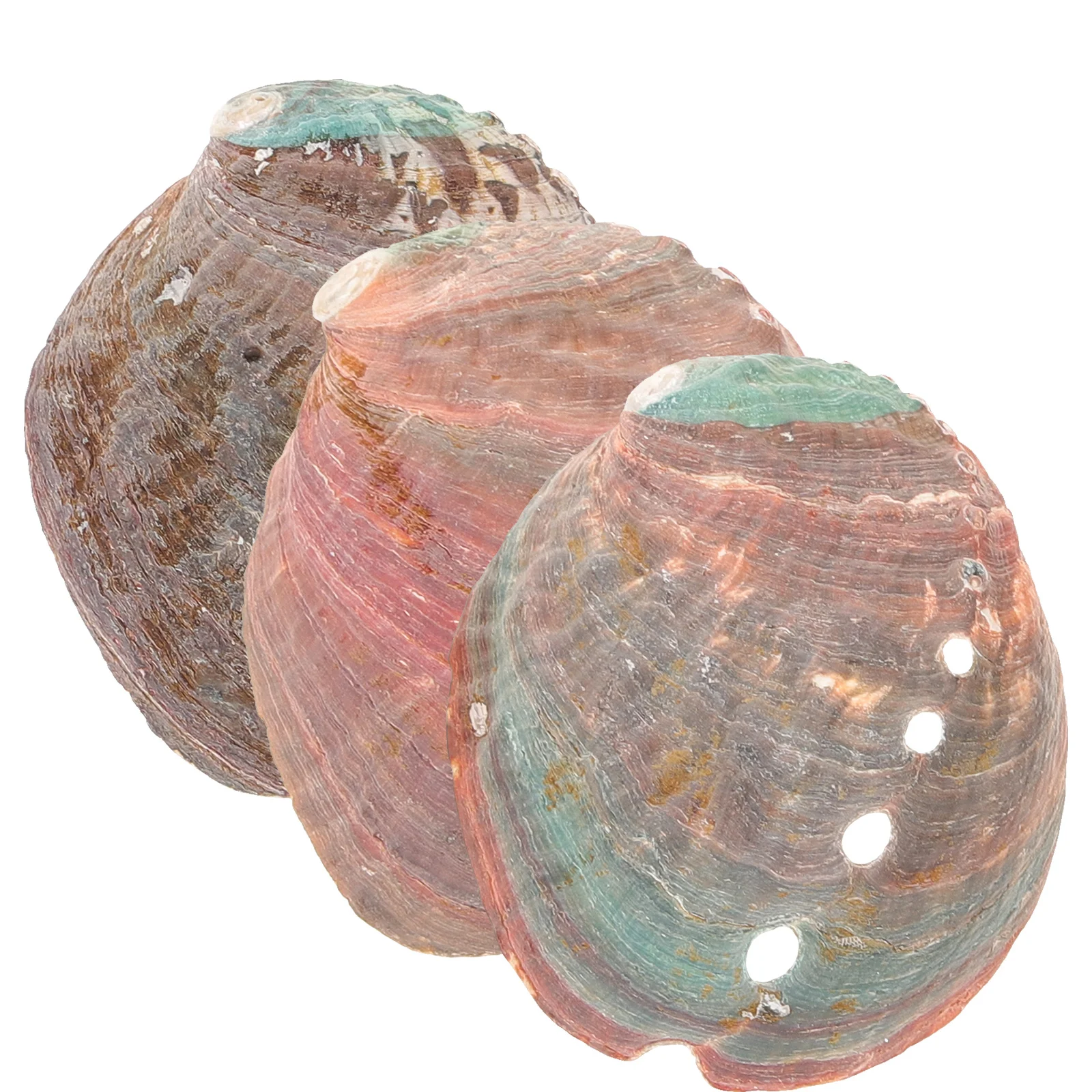 

3 Pcs Fish Aquarium Kit Abalone Shell Smudging Ornament Container Smudge Stick Holder Bowl Decoration