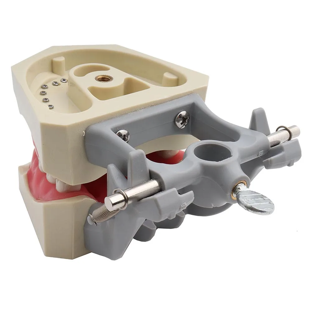 Зубная модель ADC аккредитованная зубов демонстрация с винтовыми зубцами 32 шт.