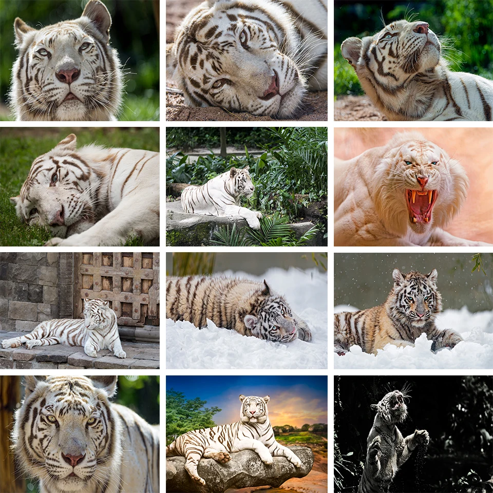 

5D DIY Animal Diamond Painting Cross Stitch Kit Full Diamond Embroidery White Tiger Rhinestone Picture Mosaic Gift Home Decor