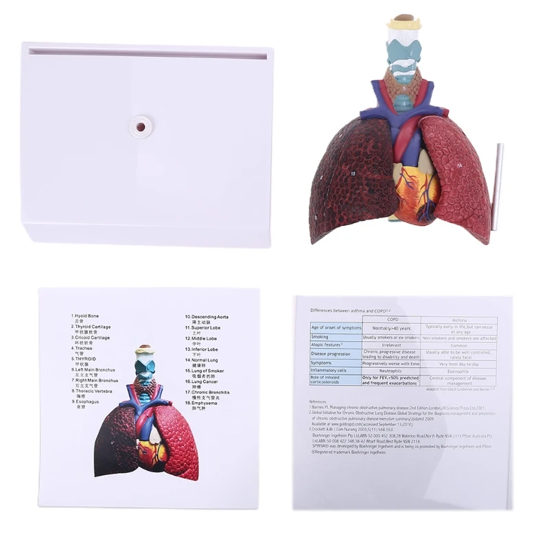 

Life Size Human Lung Model Anatomical Respiratory System Anatomy for School Science Resources Study Display Teaching Tool