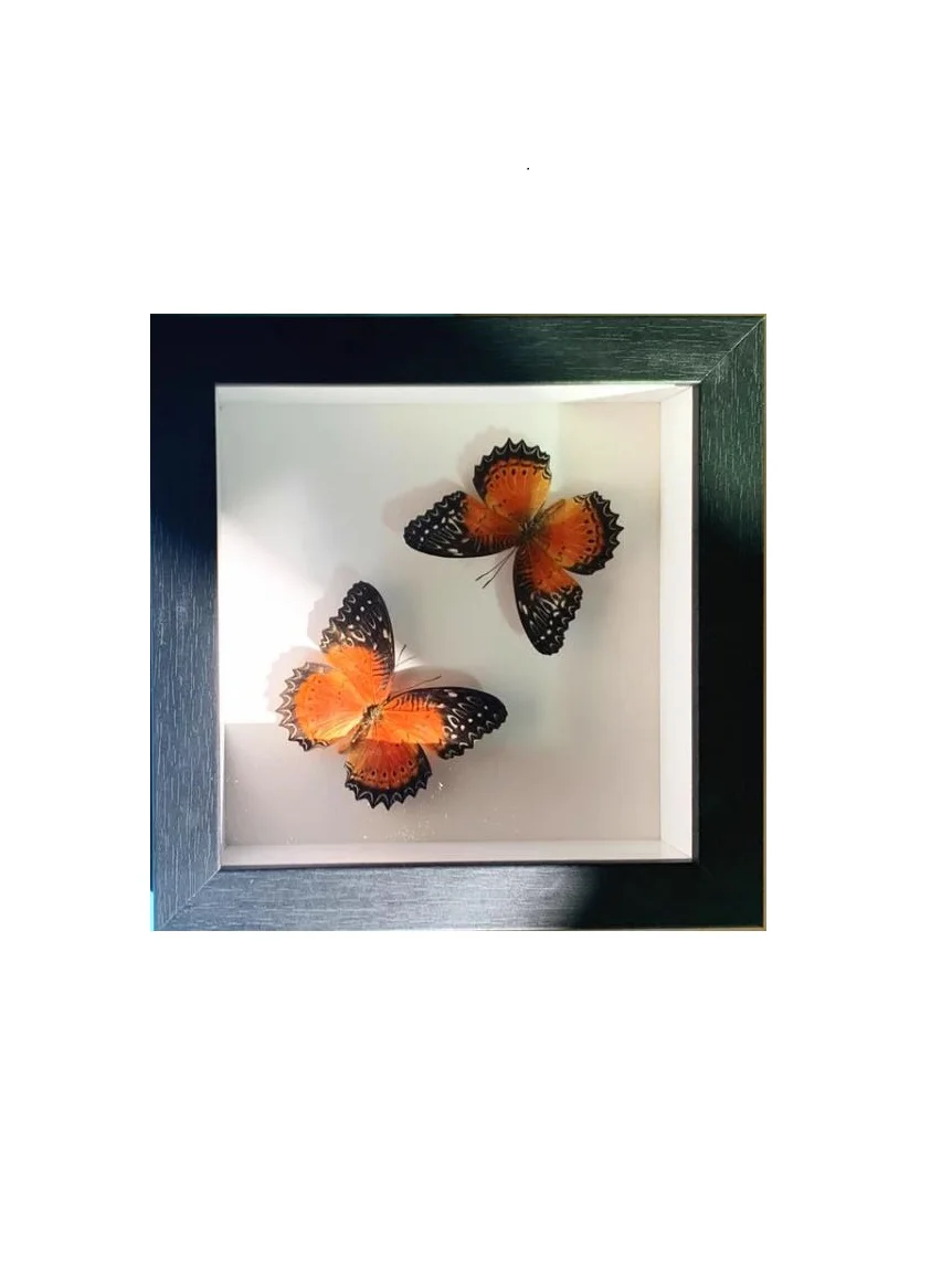 Рамка для демонстрации растений и насекомых трехмерная фоторамка коробка