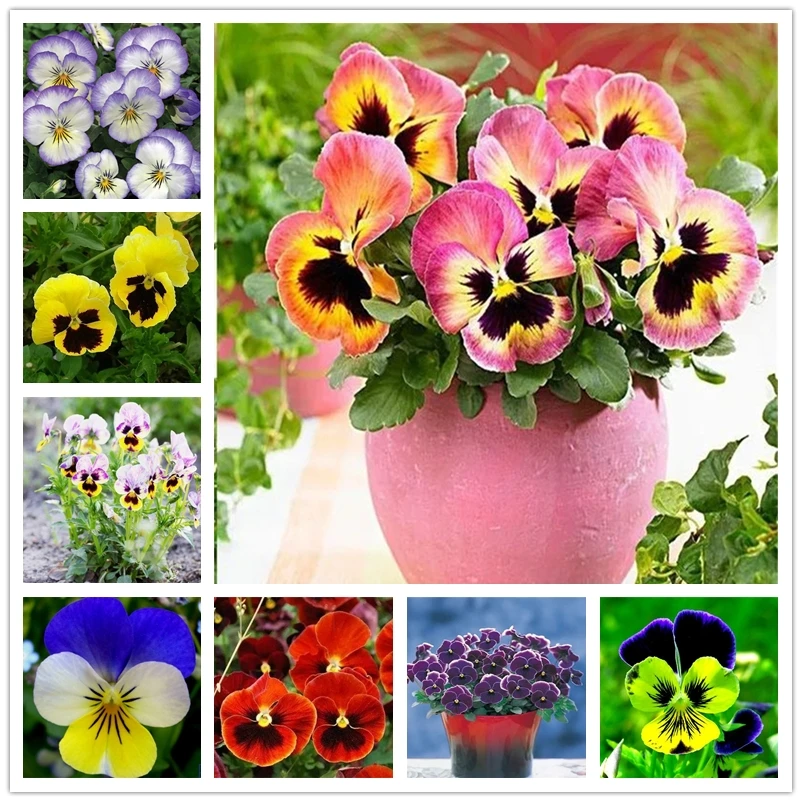 

100 шт. парфюм Pansy благовония ароматные травы троица цветок Искусственные благовония