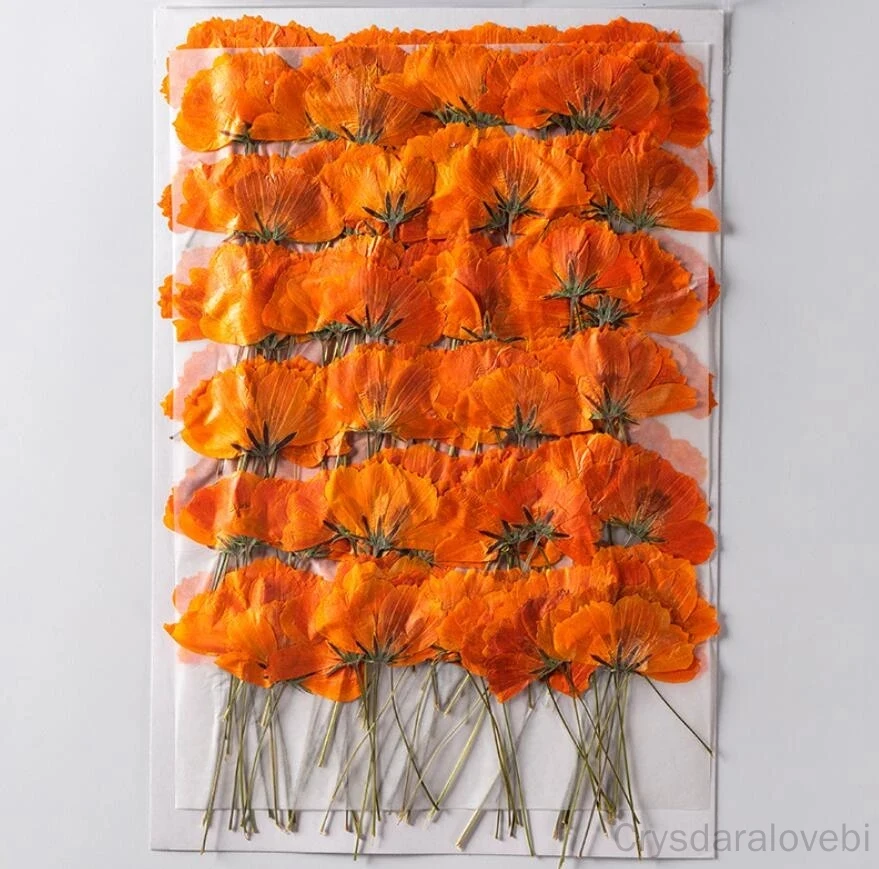 

120pcs Side Pressed Dried Cosmos Sulphureus Cav. Flower Plant Herbarium For Jewelry Postcard Phone Case Bookmark Craft DIY