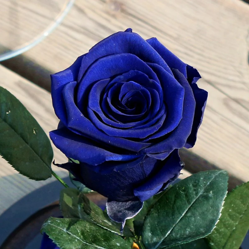 

Valentine's Gifts Forever Rose Gift Beauty and the Beast Red Rose Fallen Petals in Glass Dome on a Wooden Base for Christmas
