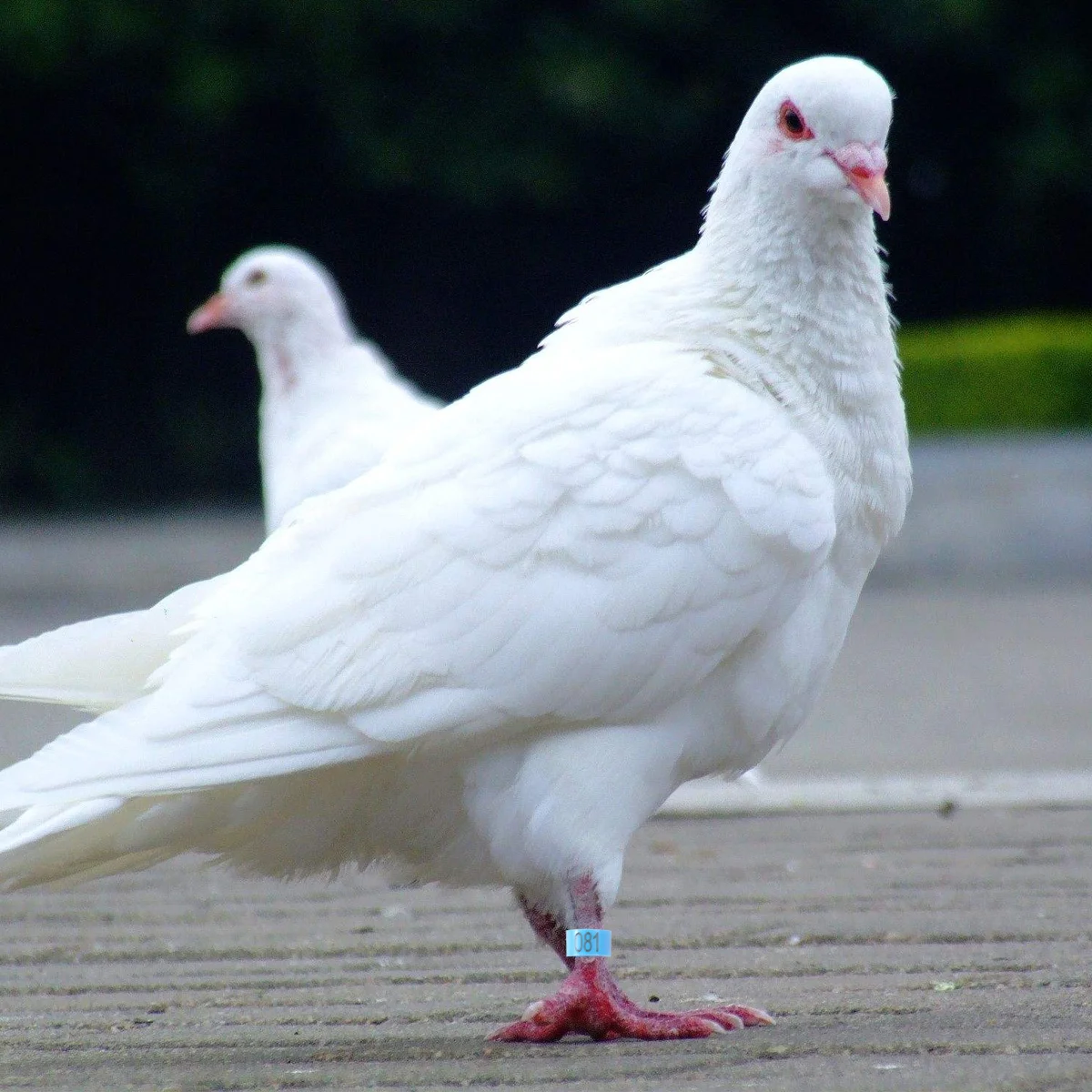 

100PCS Birds Foot Rings Plastic Bird Foot Rings Bird Foot Rings Bird Identification Rings Bird Supplies Chick Bands Chicken Tags