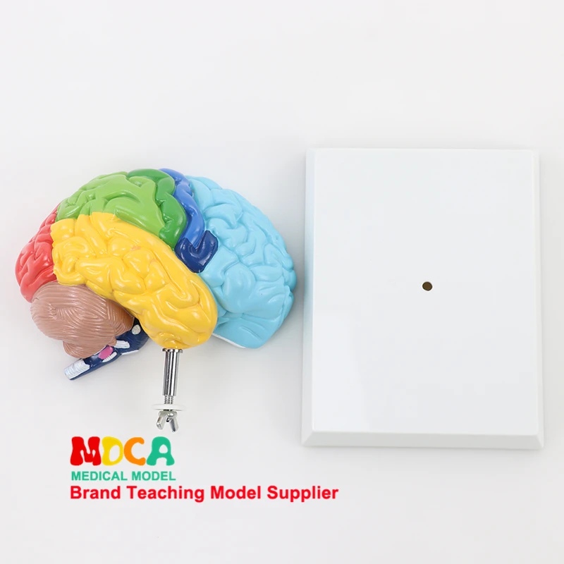 

Human 1:1 Right Hemisphere Functional Area Anatomy Human Brain Model Medicine Teaching MDN006