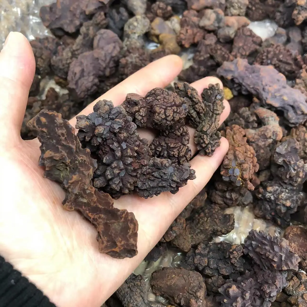 Фото 1 кг COPROLITE окаменелостированный образец какашек динозавра ископаемый Мадагаскар №4