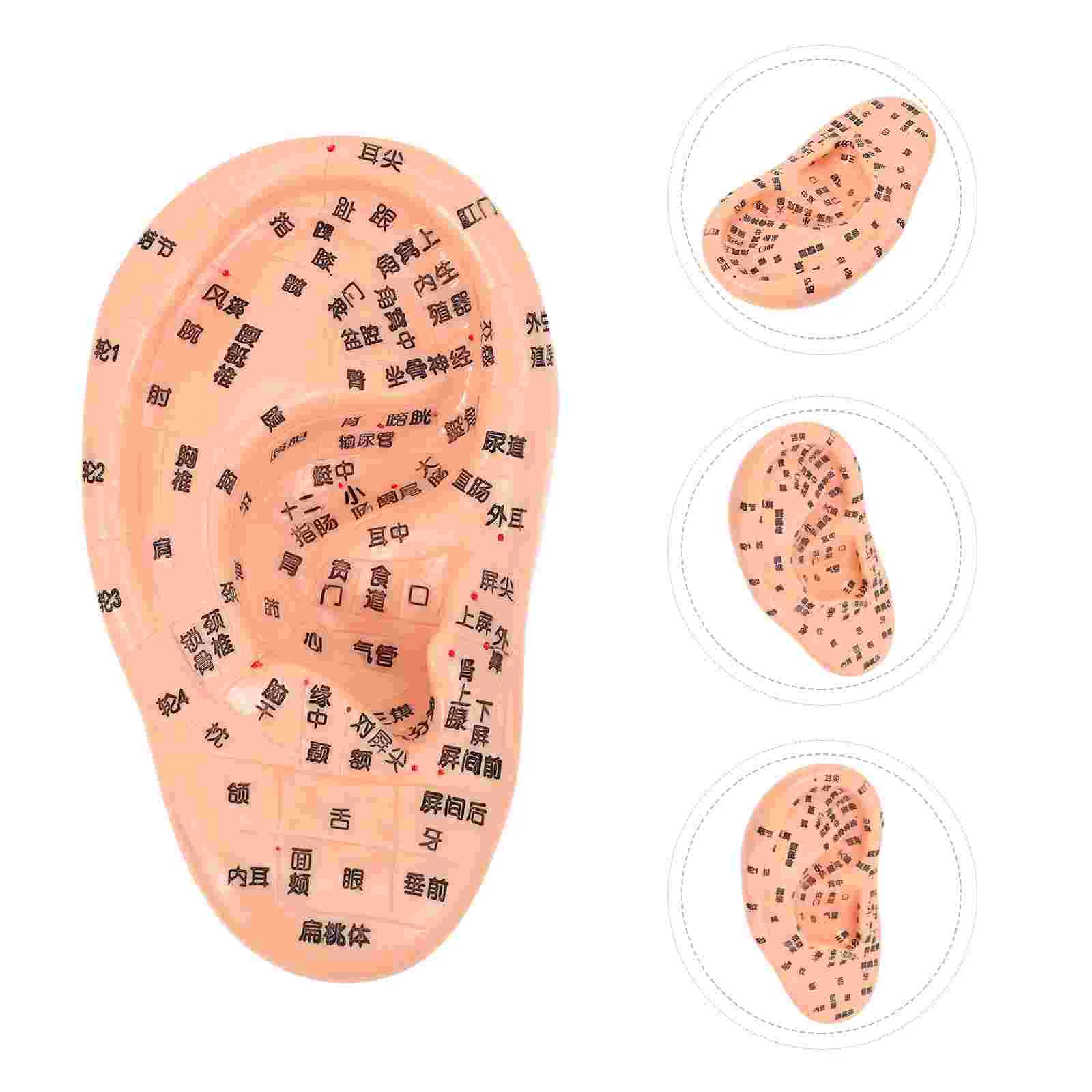 

1Pc Human Ear Acupuncture Model Professional Acupuncture Ear (Chocolate)