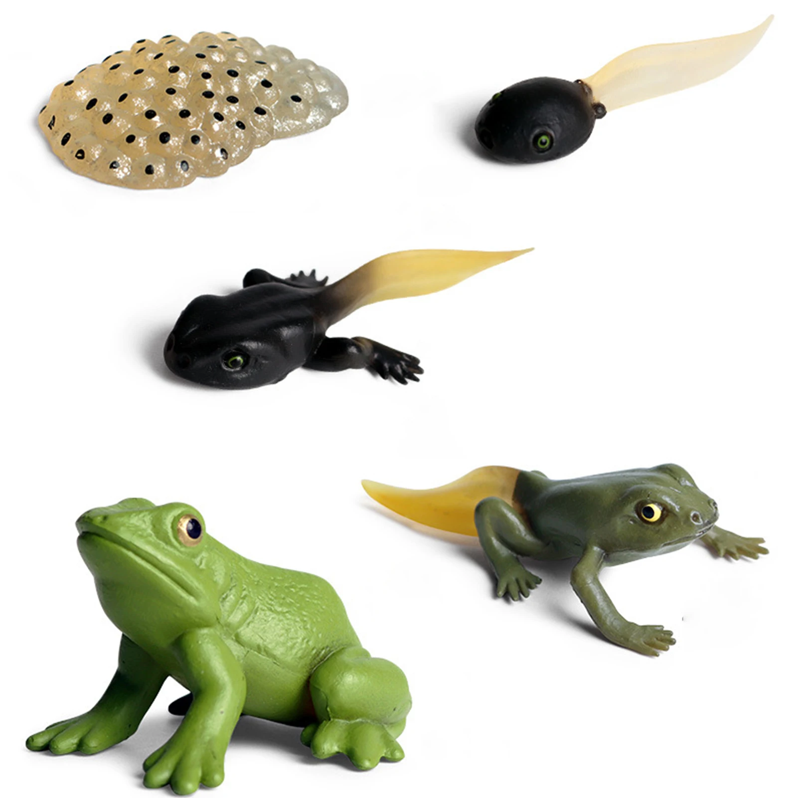 

Frog Growth Model Life Cycle Figures Toy Set Of Frog With 5 Life Stages Frog Life Stages Figures Model For Learning And