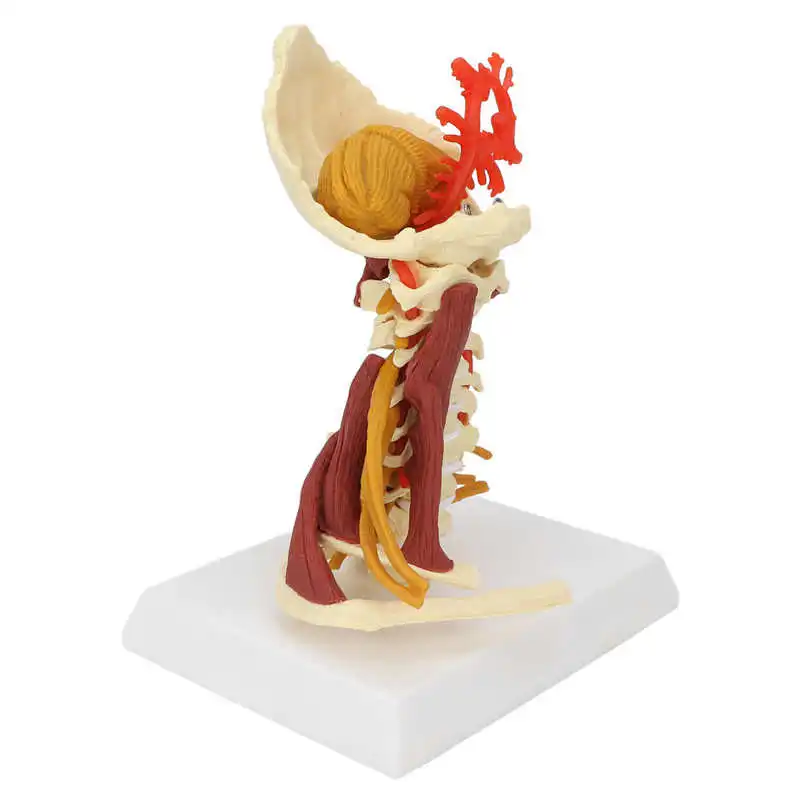 

Spinal Nerves Model Educational Cervical Spine Model for Teaching Presentation for Doctors Office