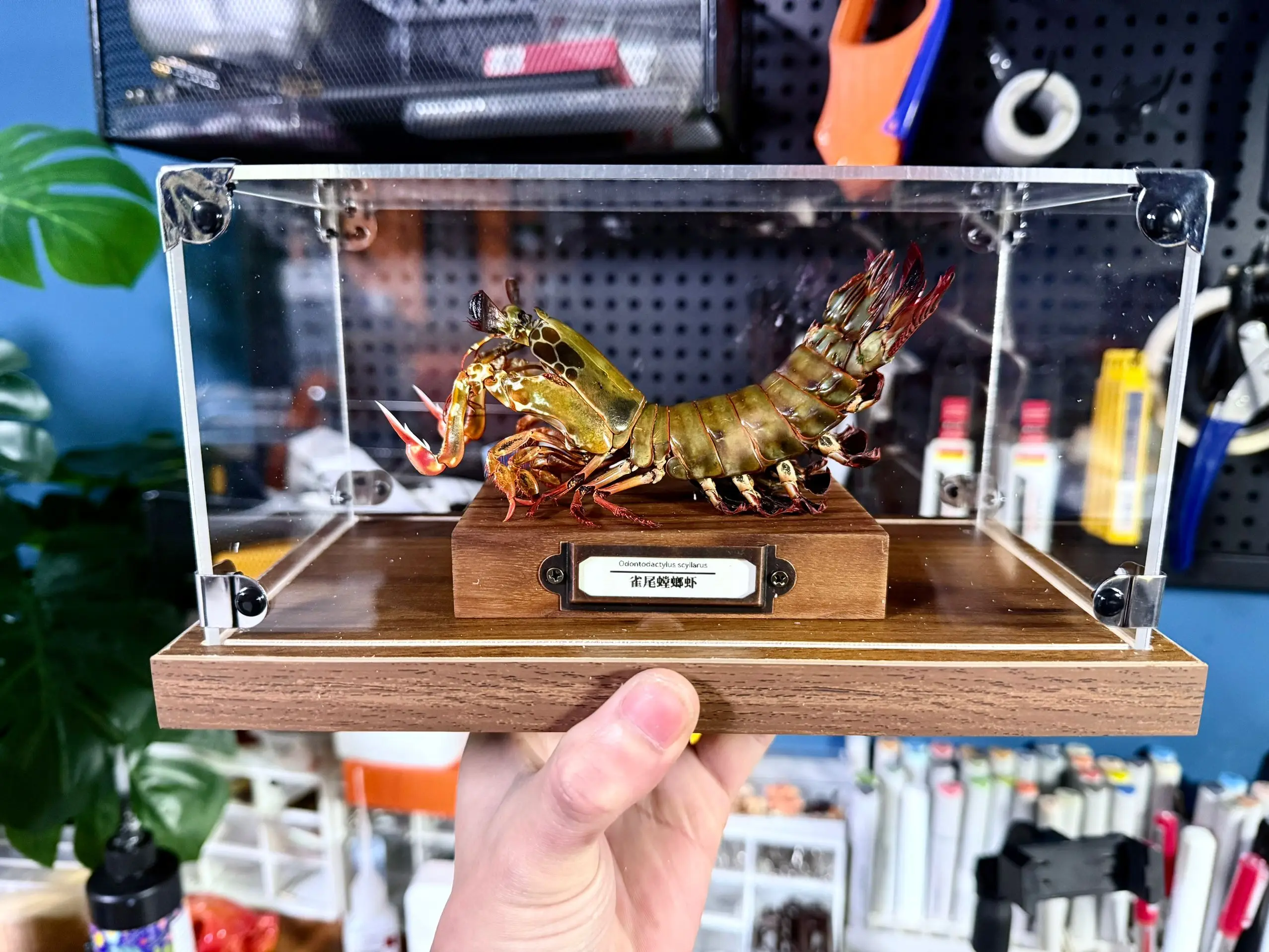 

Коллекционная статуэтка Odontodactylus Scyllarus