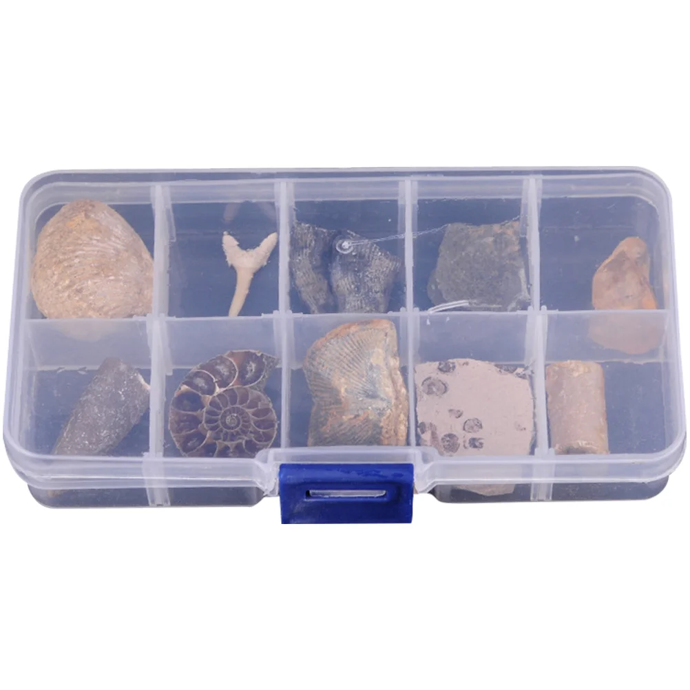 

10pcs Paleontology Fossil Specimens Creative Science Decoration Ornamental Stone